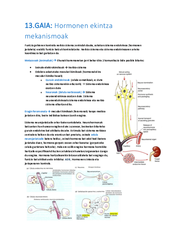 Miniatura del documento 13-Hormonen-ekintza-mekanismoak.pdf
