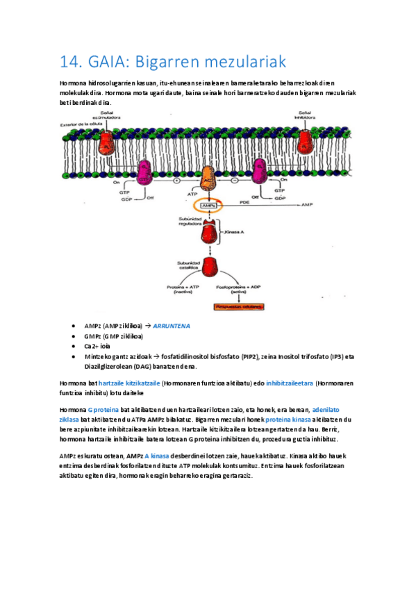 Miniatura del documento 14-Bigarren-mezulariak.pdf