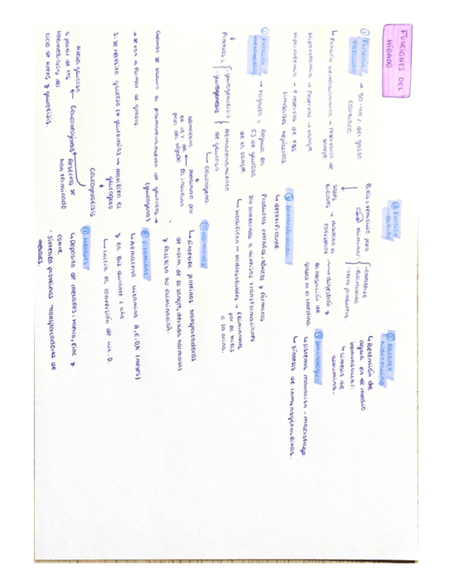 Miniatura del documento FUNCIONES-DEL-HIGADO.pdf
