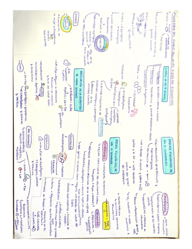 Miniatura del documento ESQUEMA-FISIOLOGIA-DEL-OVARIO.pdf