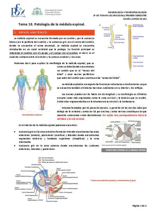 Miniatura del documento Tema-10.-Patologia-de-la-medula-espinal.pdf