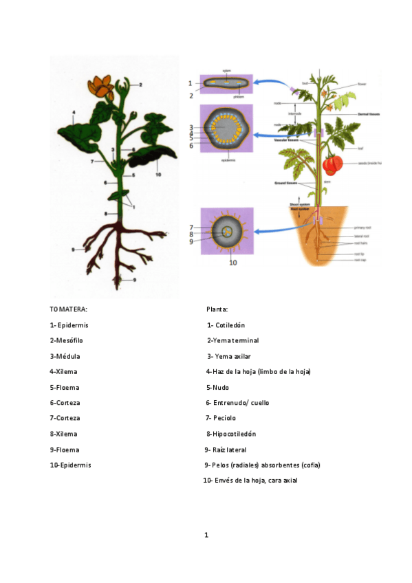Miniatura del documento botanica.pdf