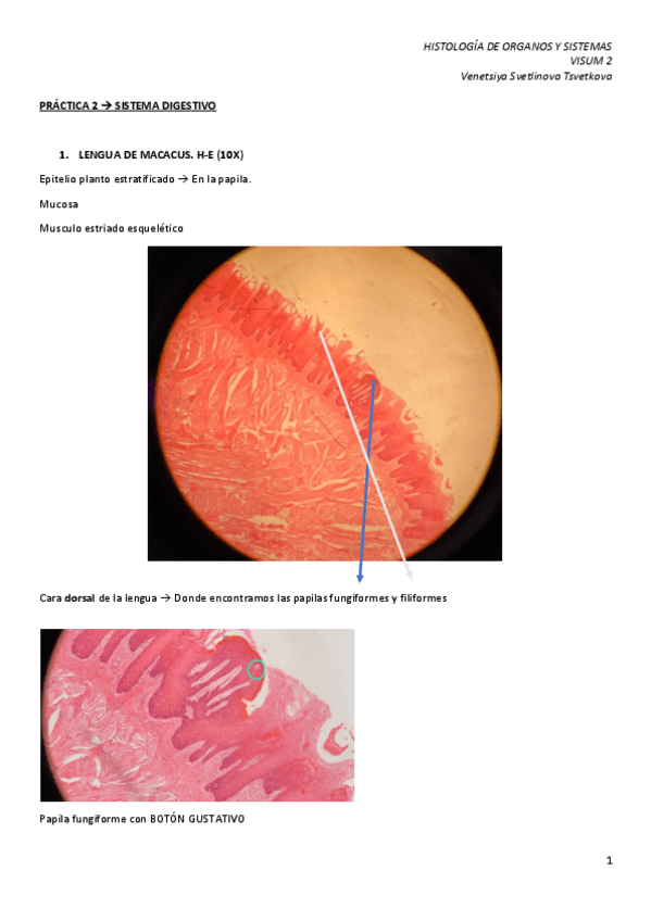 Miniatura del documento VISUM-2.pdf