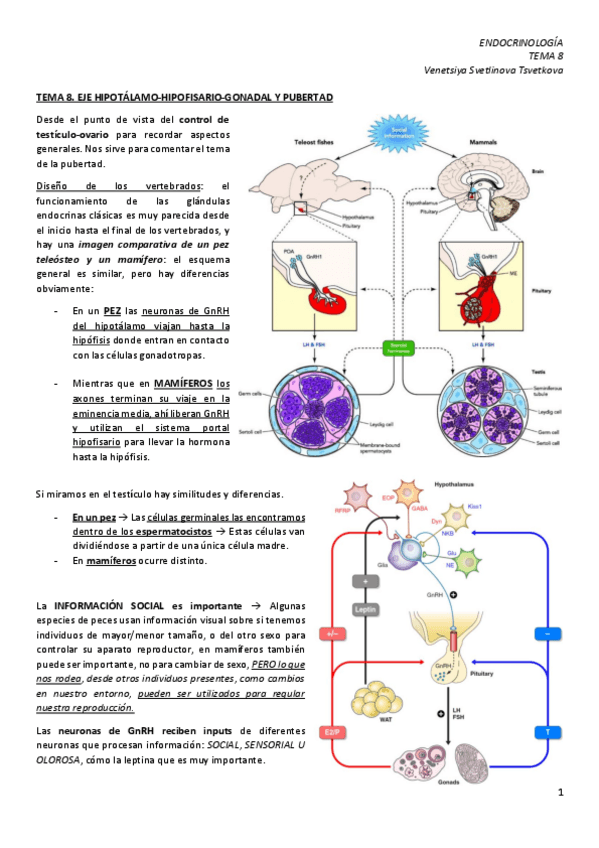 Miniatura del documento TEMA-8.-Eje-HHG-y-pubertad.pdf