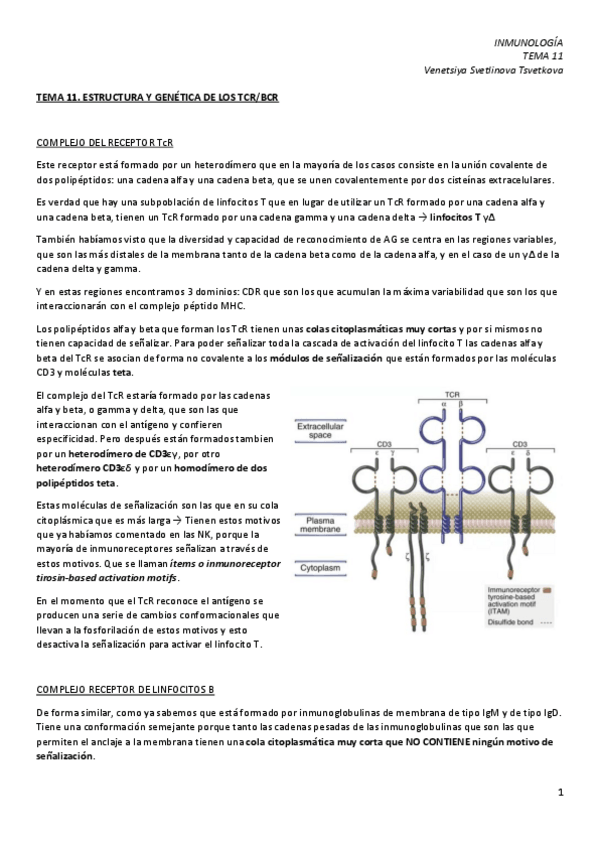 Miniatura del documento IM-11.-Genetica-y-estructura-de-TcR-y-BcR.pdf