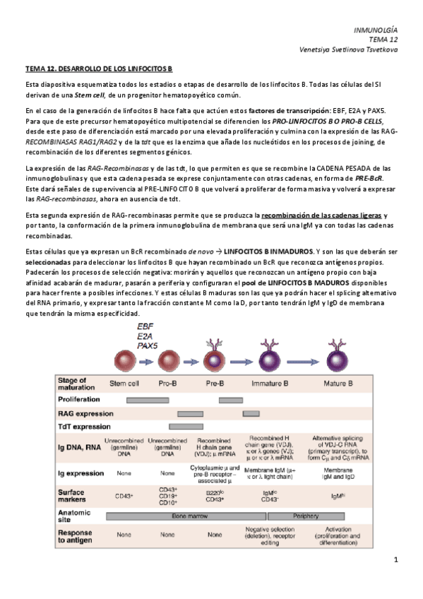 Miniatura del documento IM-12.-Desarrollo-de-los-linfocitos-B.pdf