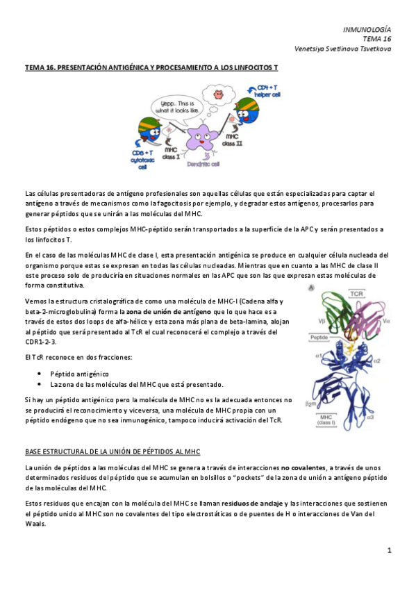 Miniatura del documento IM-16.-Presentacion-antigenica-a-linfocitos-T.pdf