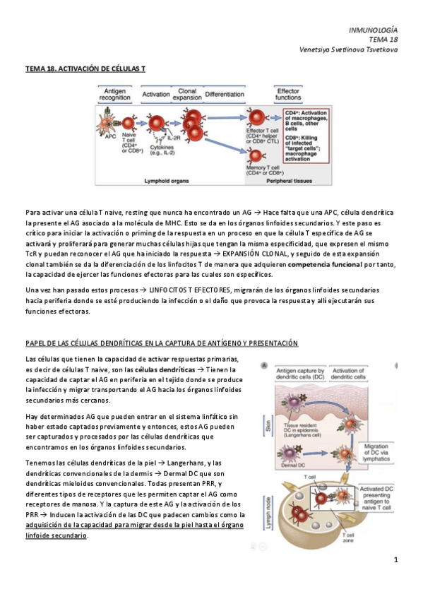Miniatura del documento IM-18.-Activacion-de-linfocitos-T.pdf