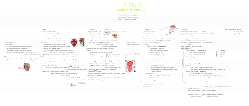 Miniatura del documento ANATOMIA-T5.pdf