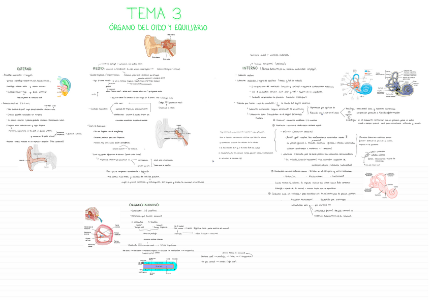 Miniatura del documento ANATOMIA-T3.pdf