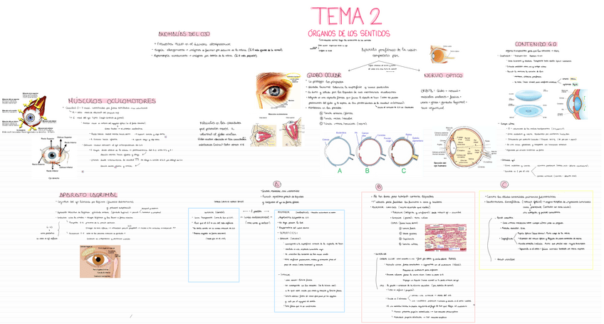 Miniatura del documento ANATOMIA-T2.pdf