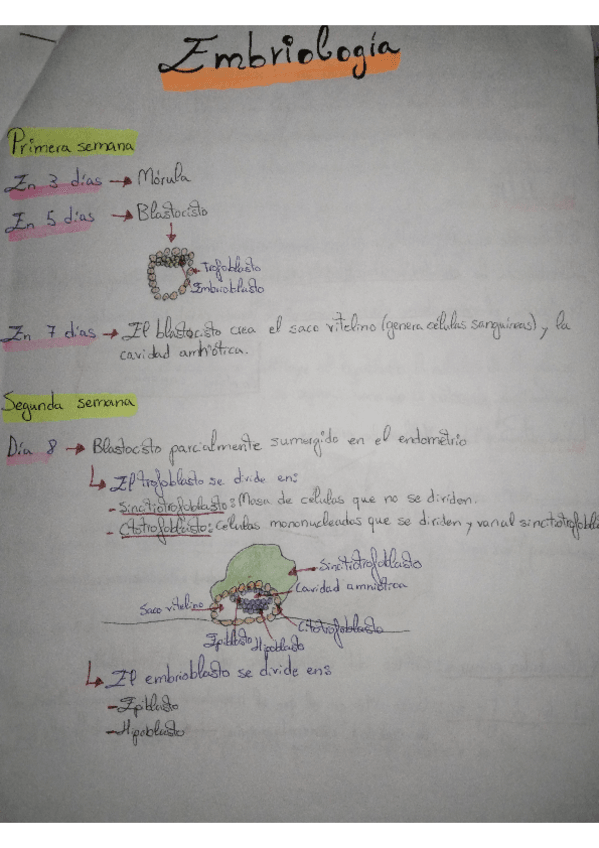 Miniatura del documento ESQUEMAS-EMBRIOLOGIA.pdf