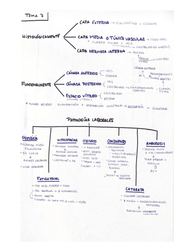 Miniatura del documento Tema-7.-Lesiones-oculares.pdf