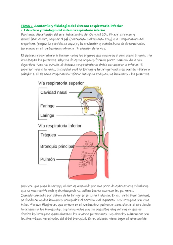 Miniatura del documento Anatomia-y-Fiosiologia-de-los-Organos-del-Habla-y-AudicionTemario-COMPLETO.pdf