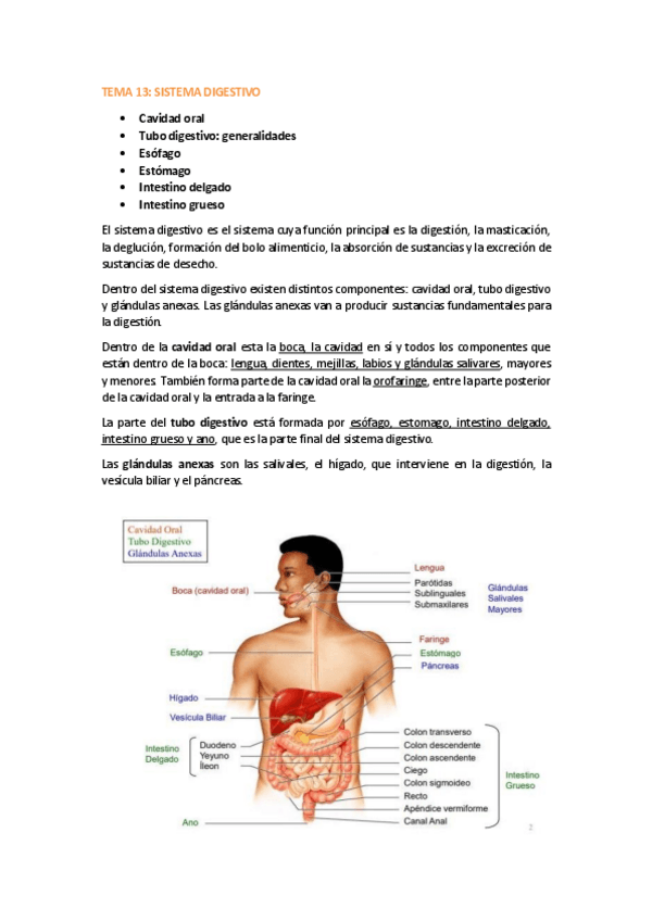 Miniatura del documento TEMA-13-SISTEMA-DIGESTIVO.pdf