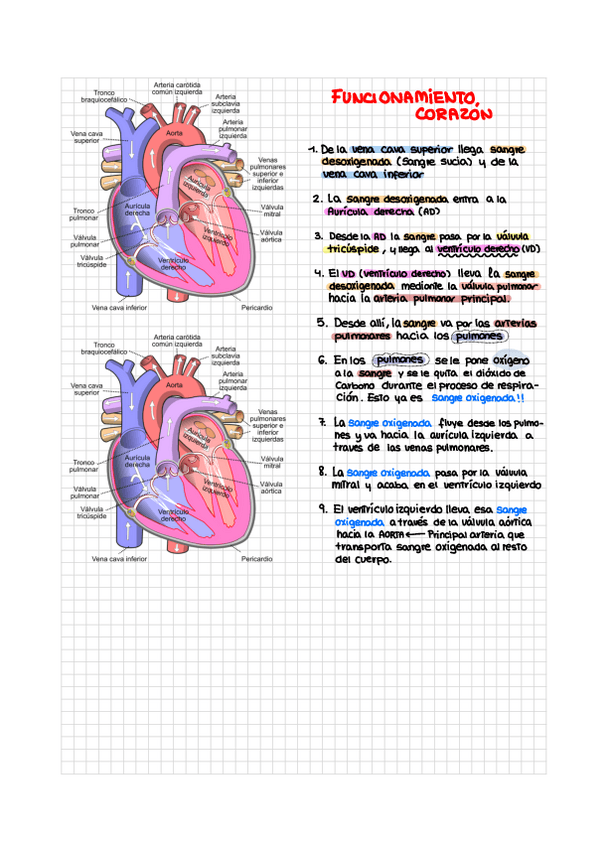 Miniatura del documento Funcionamiento-corazon.pdf