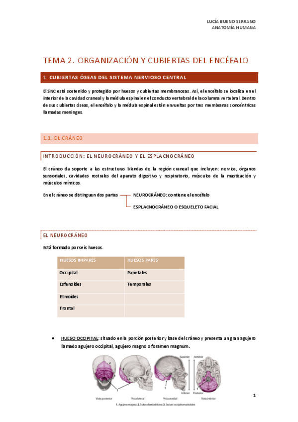 Miniatura del documento TEMA-2.-ORGANIZACION-Y-CUBIERTAS-DEL-ENCEFALO.pdf