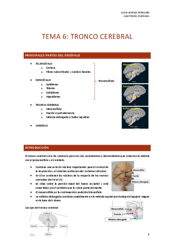 Miniatura del documento TEMA-6.-TRONCO-CEREBRAL.pdf