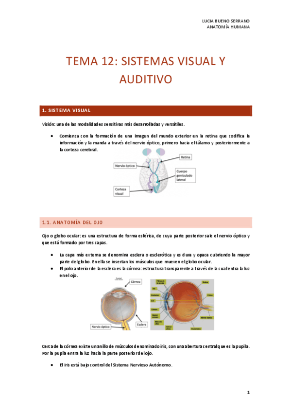 Miniatura del documento TEMA-12.-SISTEMA-VISUAL-Y-AUDITIVO.pdf