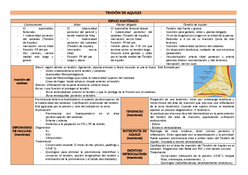 Miniatura del documento TENDON-DE-AQUILES.pdf