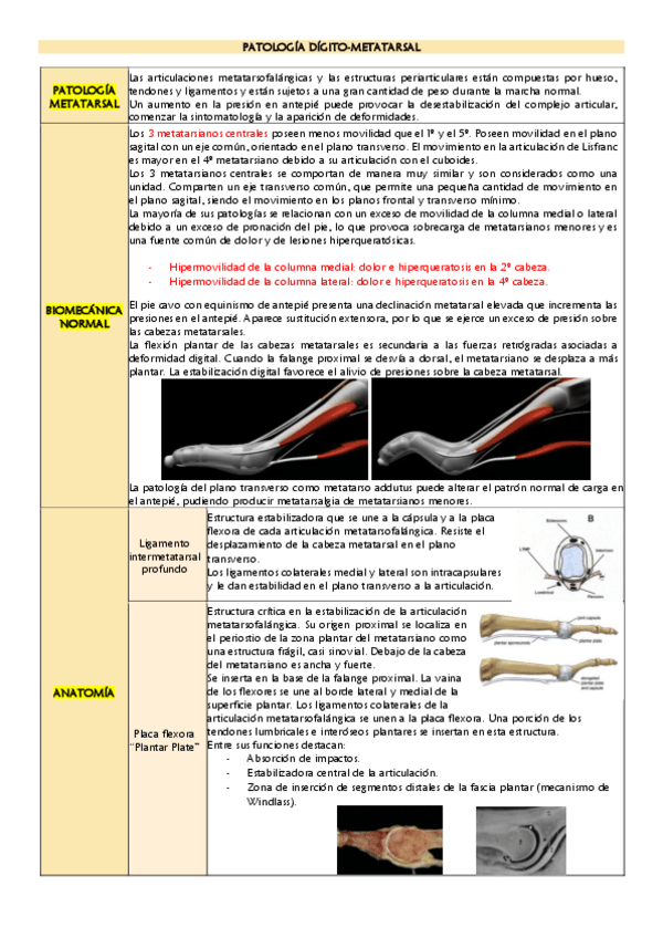 Miniatura del documento Patologia-digito-metatarsal.pdf