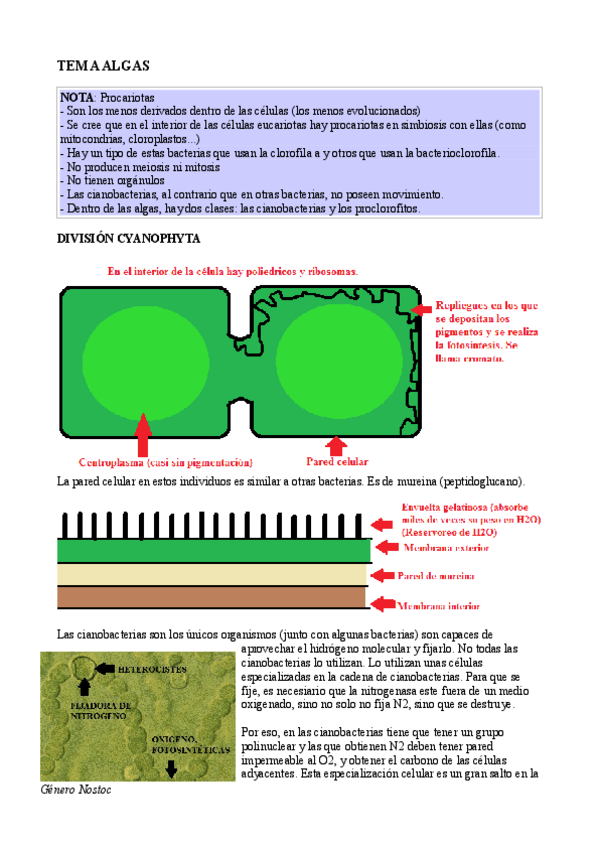 Miniatura del documento Tema 4 Algas.pdf