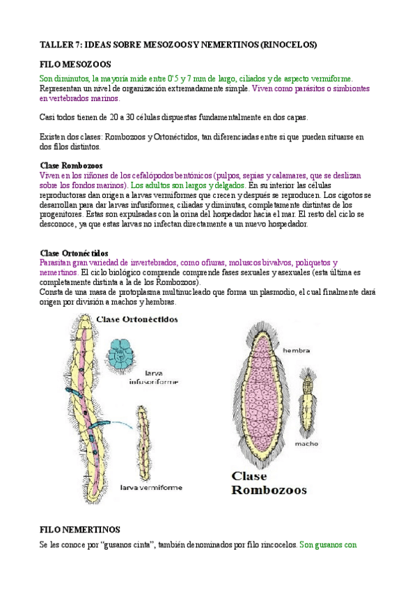 Miniatura del documento taller 7 mesozoos y nemertinos.pdf