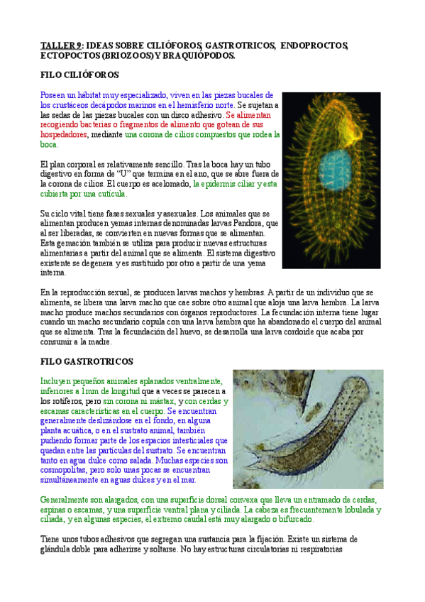 Miniatura del documento Taller 9 ideas sobre cilioforos gastrotricos endoproctos ectopoctos (briozoos) y braquiopodos.pdf