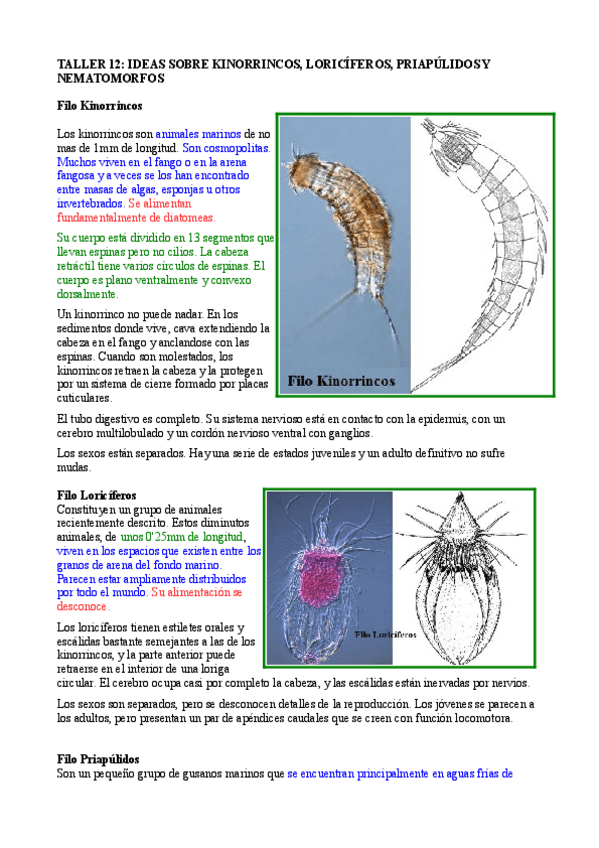 Miniatura del documento Taller 12 Ideas sobre kinorrincos nematomorfos priapulidos y loriciferos.pdf