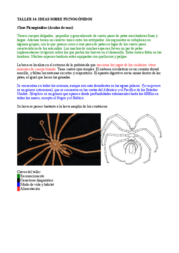 Miniatura del documento Taller 14 ideas sobre picnogonidos.pdf