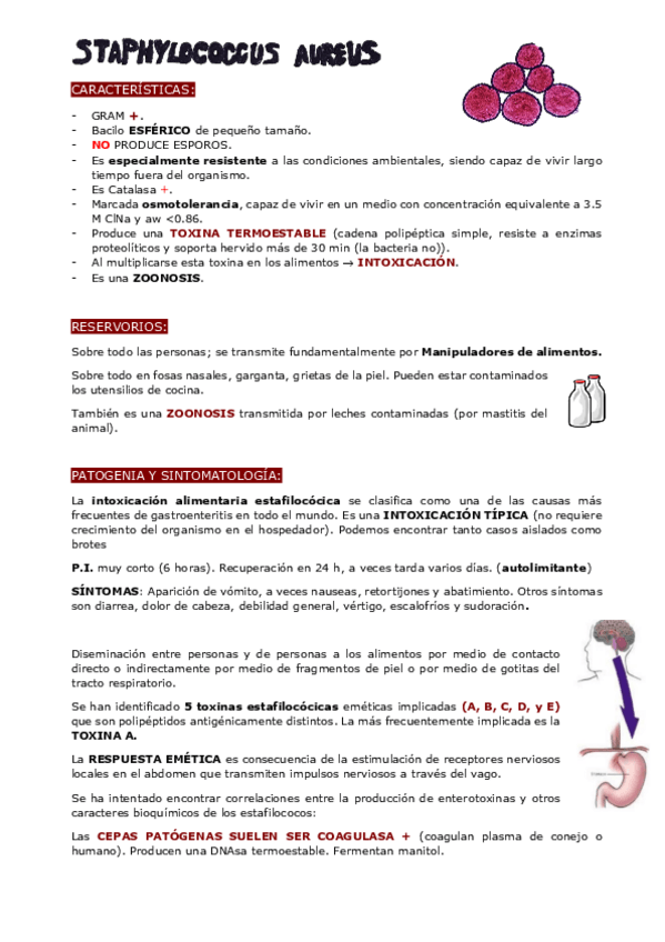 Miniatura del documento STAPHYLOCOCCUS-AUREUS.pdf