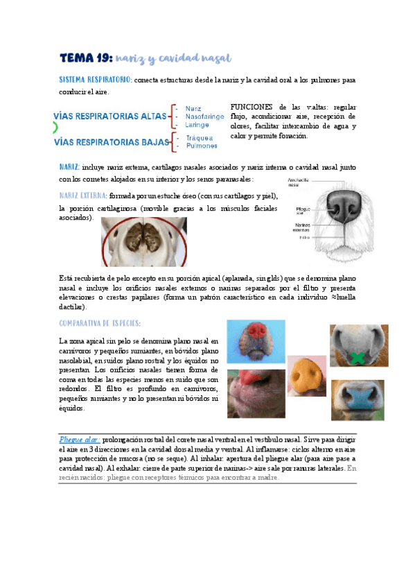 Miniatura del documento TEMA-19-cavidad-nasal.pdf