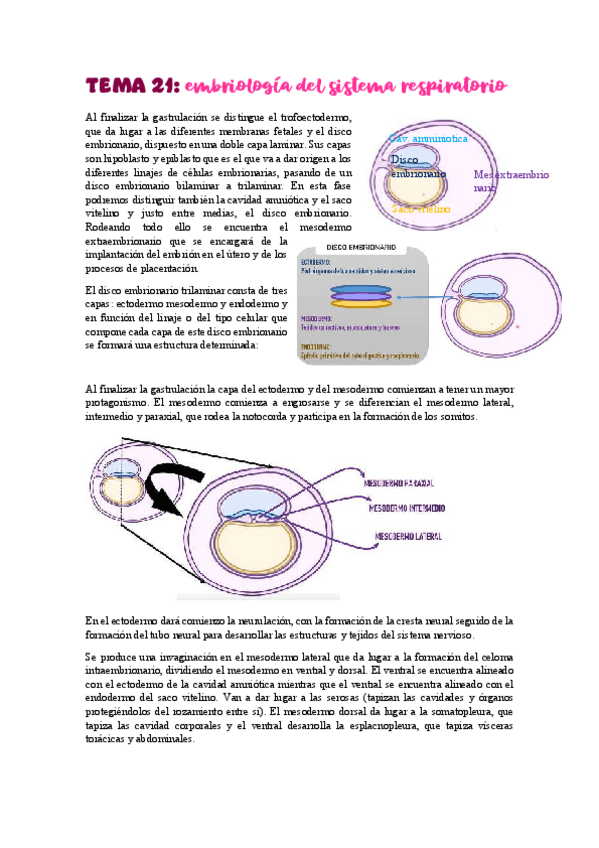 Miniatura del documento TEMA-21-22embriologia-traquea-pulmones.pdf