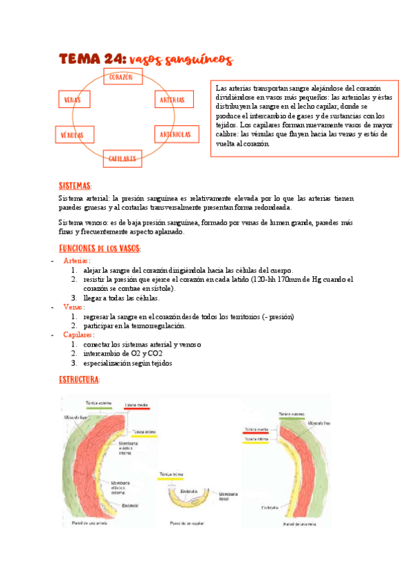 Miniatura del documento TEMA-24vasos-sanguineos.pdf