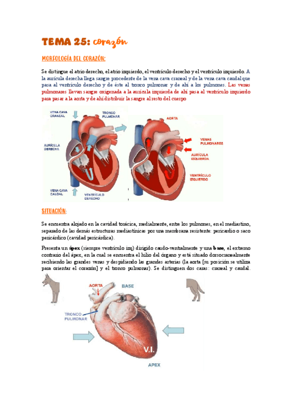 Miniatura del documento TEMA-25corazonI.pdf