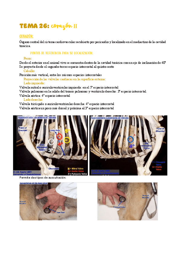 Miniatura del documento TEMA-26corazonII.pdf