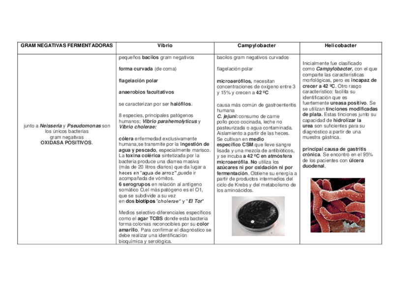 Miniatura del documento VibrioCampylobacter-Helicobacter-2.pdf