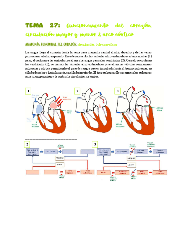 Miniatura del documento TEMA-27-28circulacion-aorta-cava.pdf