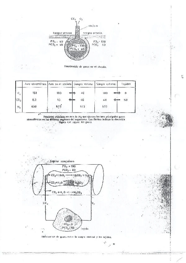 Miniatura del documento Teoria-Sistema-circulatorio.pdf
