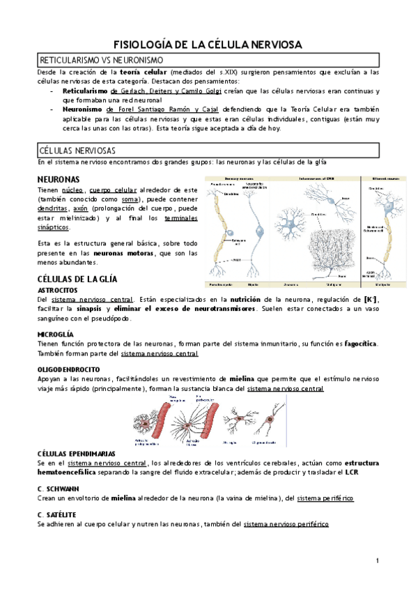 Miniatura del documento T.2-FISIOLOGIA-DE-LA-CELULA-NERVIOSA.pdf