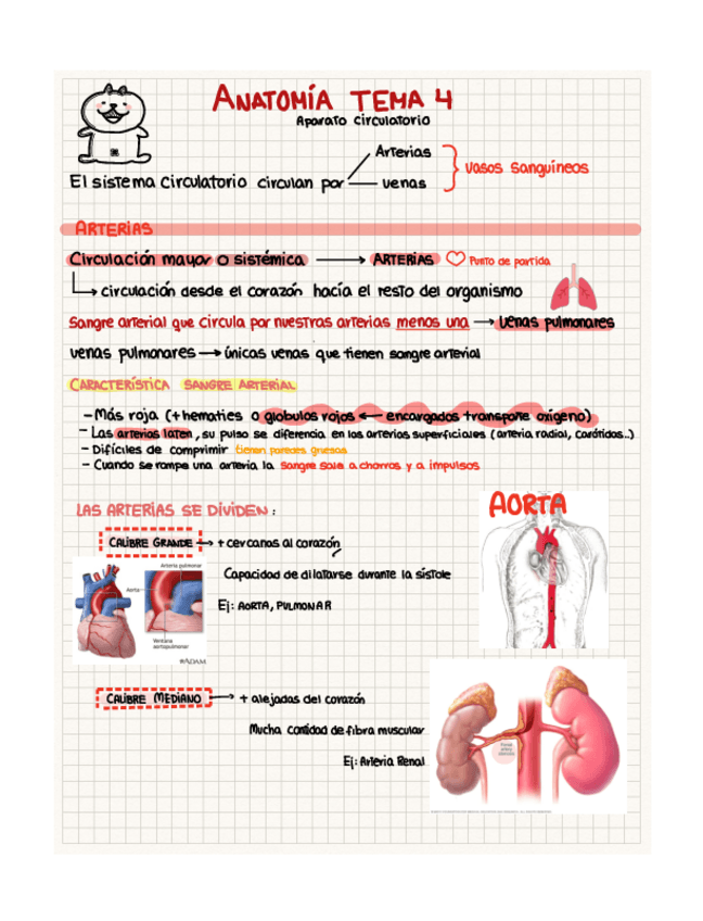 Miniatura del documento SISTEMA-CIRCULATORIO.pdf