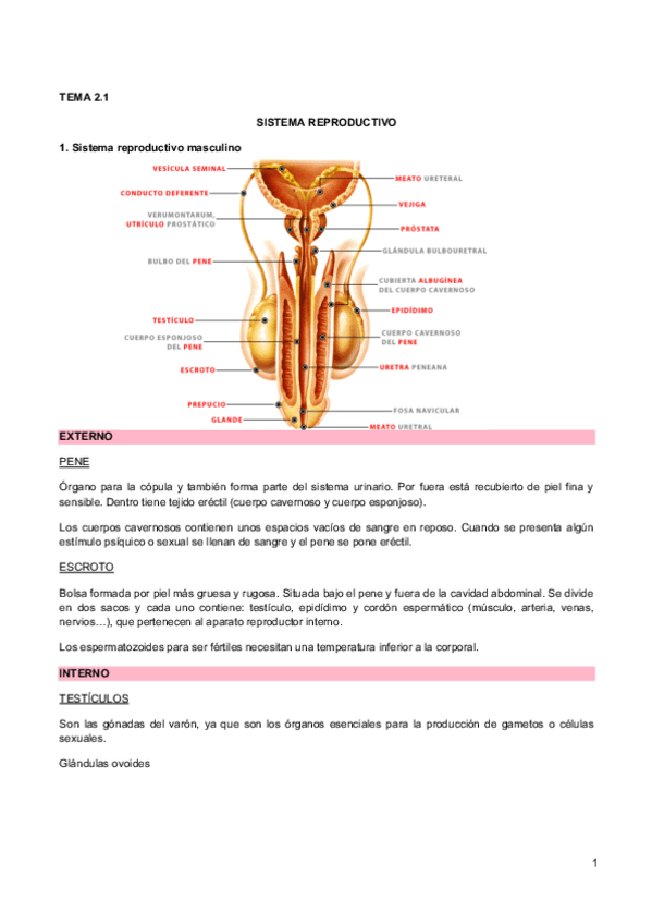 Miniatura del documento 2.1 Reproduccion humana y embriogenesis.pdf