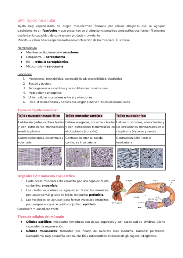 Miniatura del documento SMA-Tejido-muscular.pdf