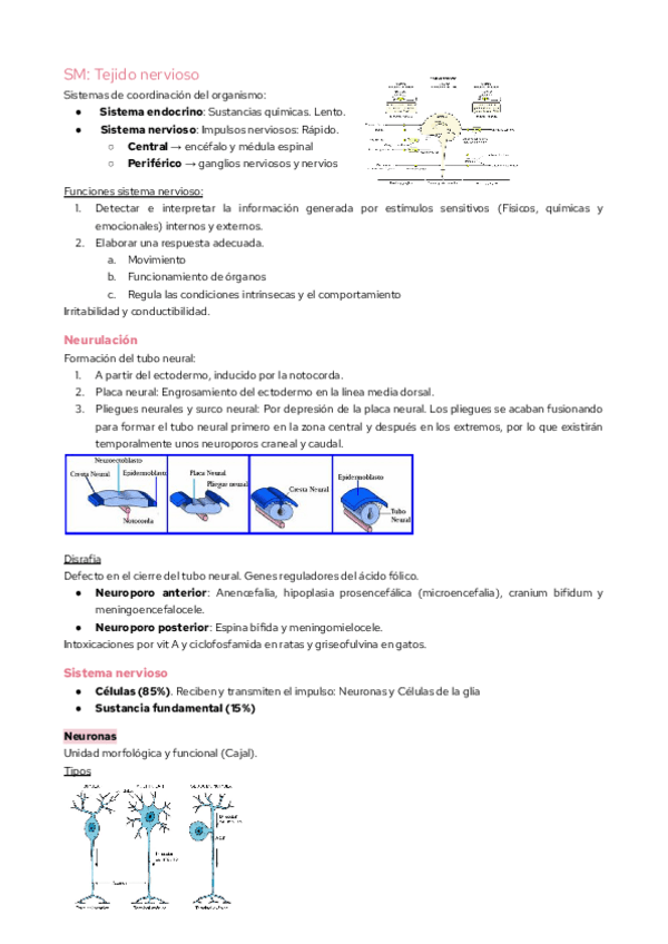 Miniatura del documento SMA-Tejido-nervioso.pdf