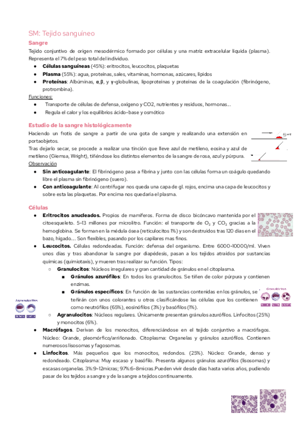 Miniatura del documento SMA-Tejido-sanguineo.pdf