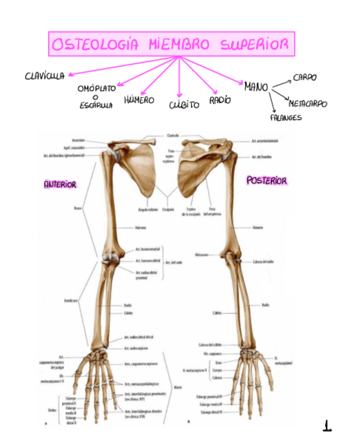 Miniatura del documento MIEMBRO-Superior-Osteologia.pdf