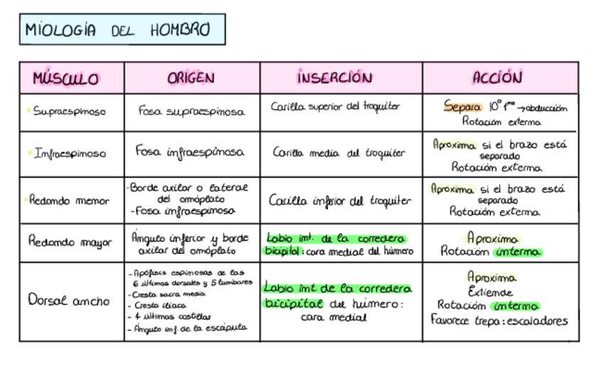 Miniatura del documento Tabla-Musculos-Superior.pdf