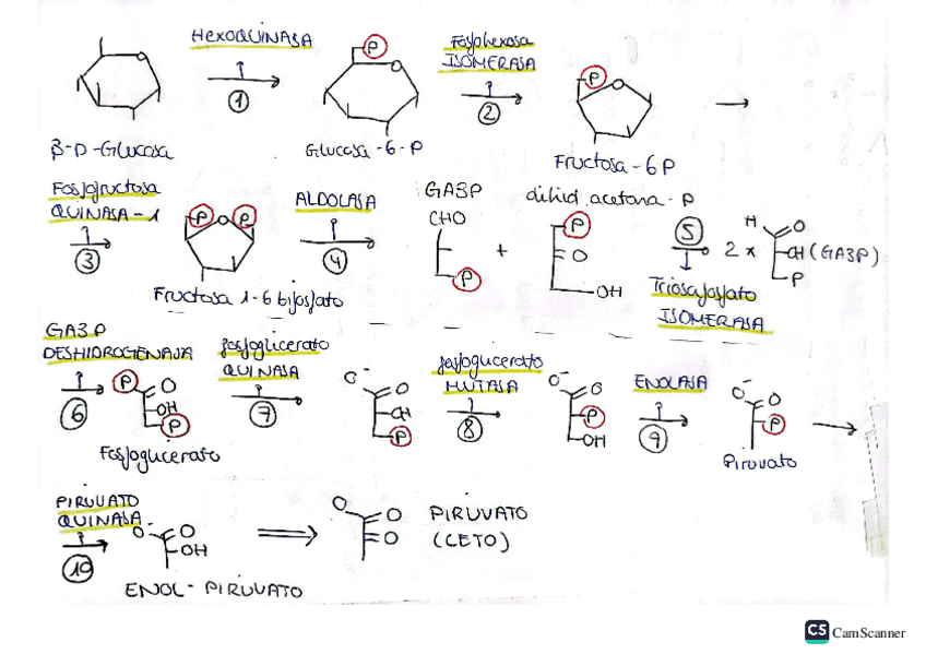 Miniatura del documento Apuntes-Glucolisis-gluconeogenesis-metabolismo-glucogeno-y-metabolismo-y-sintesis-lipidica.pdf