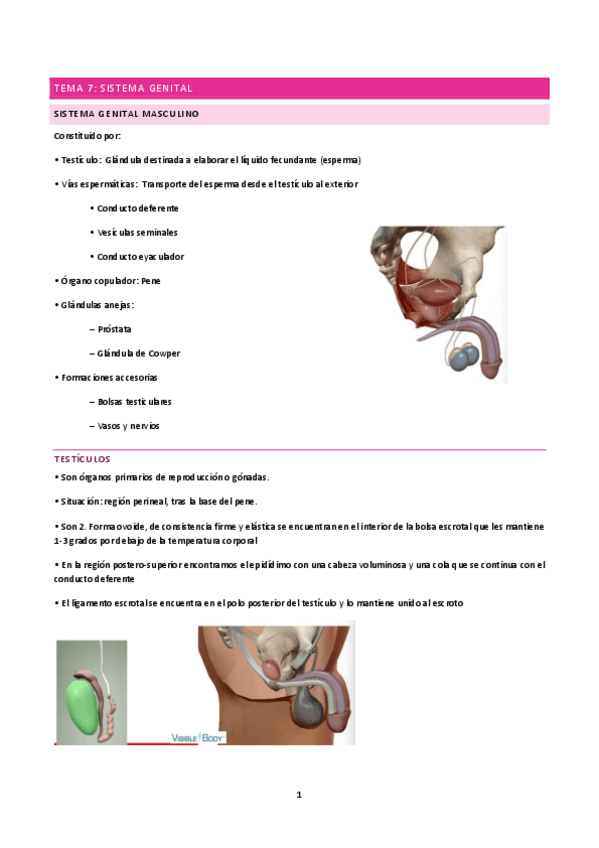 Miniatura del documento TEMA-7-A.pdf
