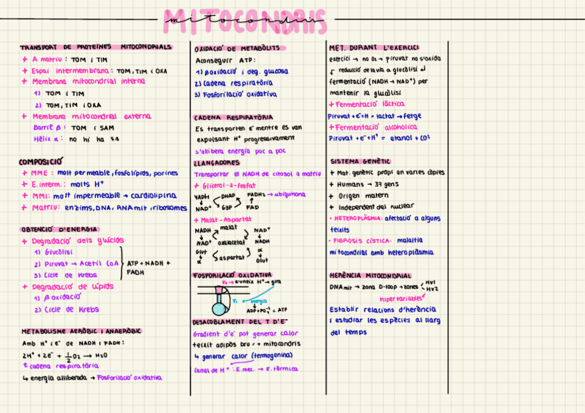 Miniatura del documento mitocondris.pdf